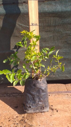 Duranta gold 3L