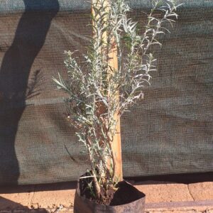 Gomphostigma 3L