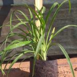 Hemerocallis yellow 4L