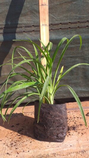 Hemerocallis yellow 4L