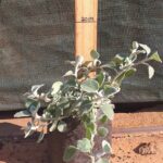 Helichrysum petiolare Helichrysum petiolare