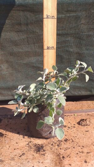 Helichrysum petiolare