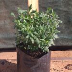 Erigeron mexican 3L
