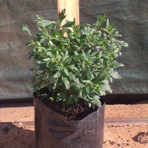Erigeron mexican 3L