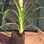 Hemerocallis wine red 4L