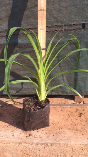 Hemerocallis wine red 4L