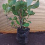 Hydrangea pink 3L