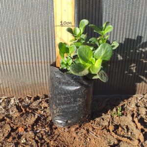 Crassula multicava green 2L