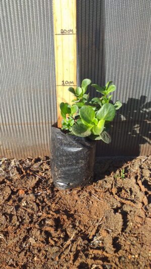 Crassula multicava green 2L