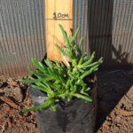 Delosperma cooperii 2L
