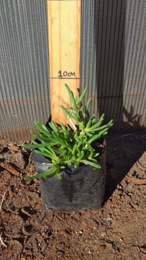 Delosperma cooperii 2L