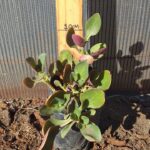 Crassula multicava red 2L
