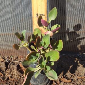 Crassula multicava red 2L