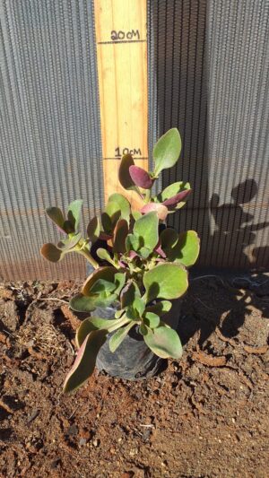 Crassula multicava red 2L