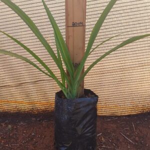Chlorophytum Comosum 2lt