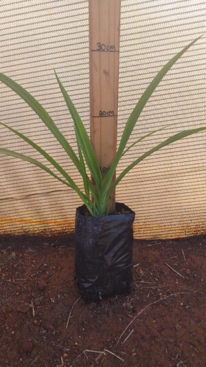 Chlorophytum Comosum 2lt