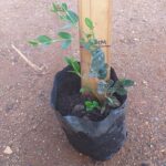 Carissa Green Carpet 2lt