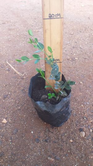 Carissa Green Carpet 2lt