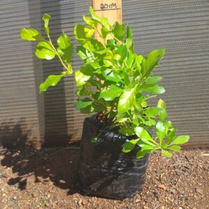 Duranta Gold 2lt