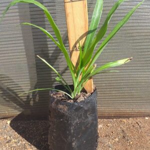 Chlorophytum Bowkerii 2lt