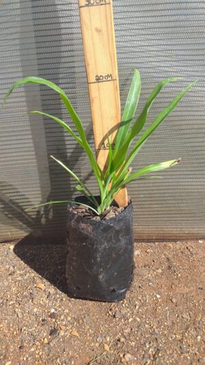 Chlorophytum Bowkerii 2lt Chlorophytum Bowkerii 2lt