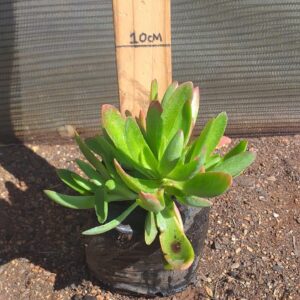 Crassula Capitela Campfire 2lt