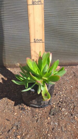 Crassula Capitela Campfire 2lt Crassula Capitela Campfire 2lt