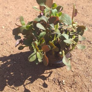 Crassula Multicava Red 3lt