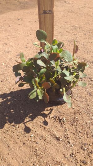 Crassula Multicava Red 3lt