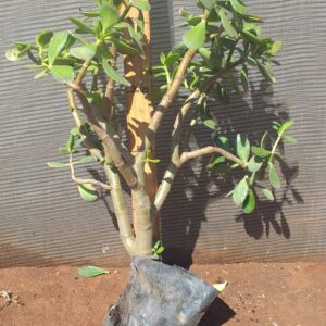 Crassula Ovata 3lt