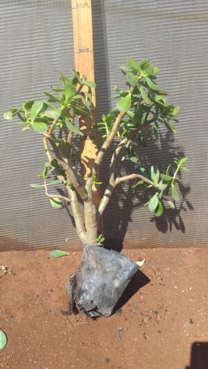 Crassula Ovata 3lt
