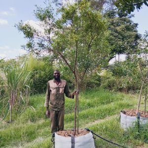 Dodonaea Angustifolia 200lt Common Name: Sand Olive
