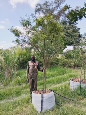 Dodonaea Angustifolia 200lt Common Name: Sand Olive