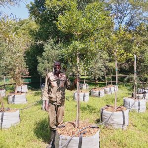 Pittosporum Viridiflorum 200lt Common Name: Cheesewood Tree