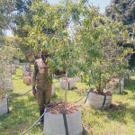 Nuxia Floribunda 200lt Common Name: Forest Elder