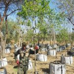 Combretum Erythrophyllum 200lt Common Name: River Bush-willow