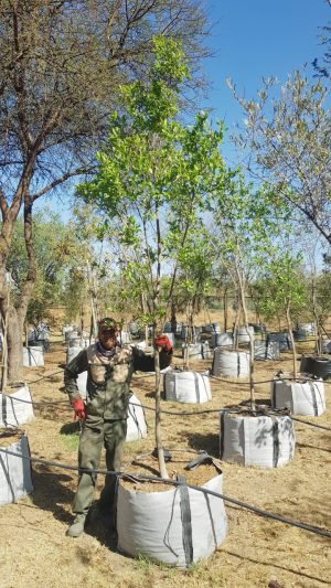 Combretum Erythrophyllum 200lt Common Name: River Bush-willow