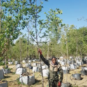 Celtis Africana 200lt Common Name: White Stinkwood