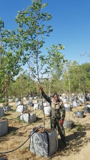 Celtis Africana 200lt Common Name: White Stinkwood