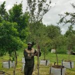 Kiggelaria Africana 200lt Common Name: Wild Peach Tree