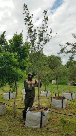 Kiggelaria Africana 200lt Common Name: Wild Peach Tree