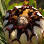 Protea 'White Knight' 32cm Pot
