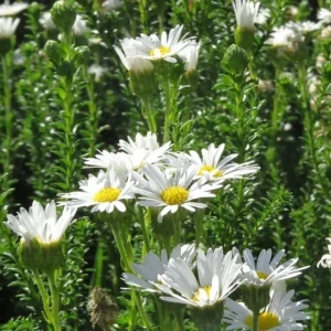 Felicia Echinata (White) 6 Pack