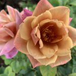Willy Wonka LUDsirjul Panarosa Rose 5lt