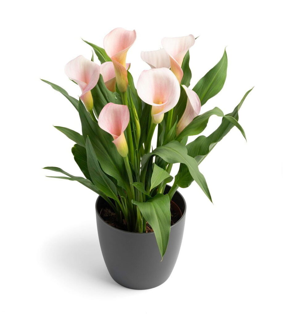 Zantedeschia Strawberry Blush Bulbs - ClicknPlant Online Nursery Gauteng