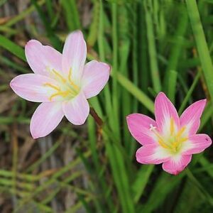 Zephyranthes - Mixed Bulbs
