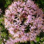 agathosma-glabrata1-300x225-1.jpg Buchu Glabrata 15cm Pot