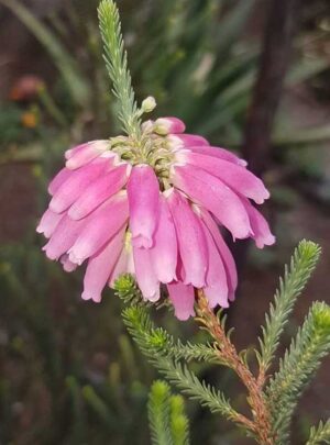 Erica Baueri Dark Pink 15cm Pot