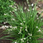 Anthericum Saundersii / Chlorophytum Saundersiae