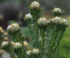 download-3.jpg Leucadendron Linifolium 15cm Pot